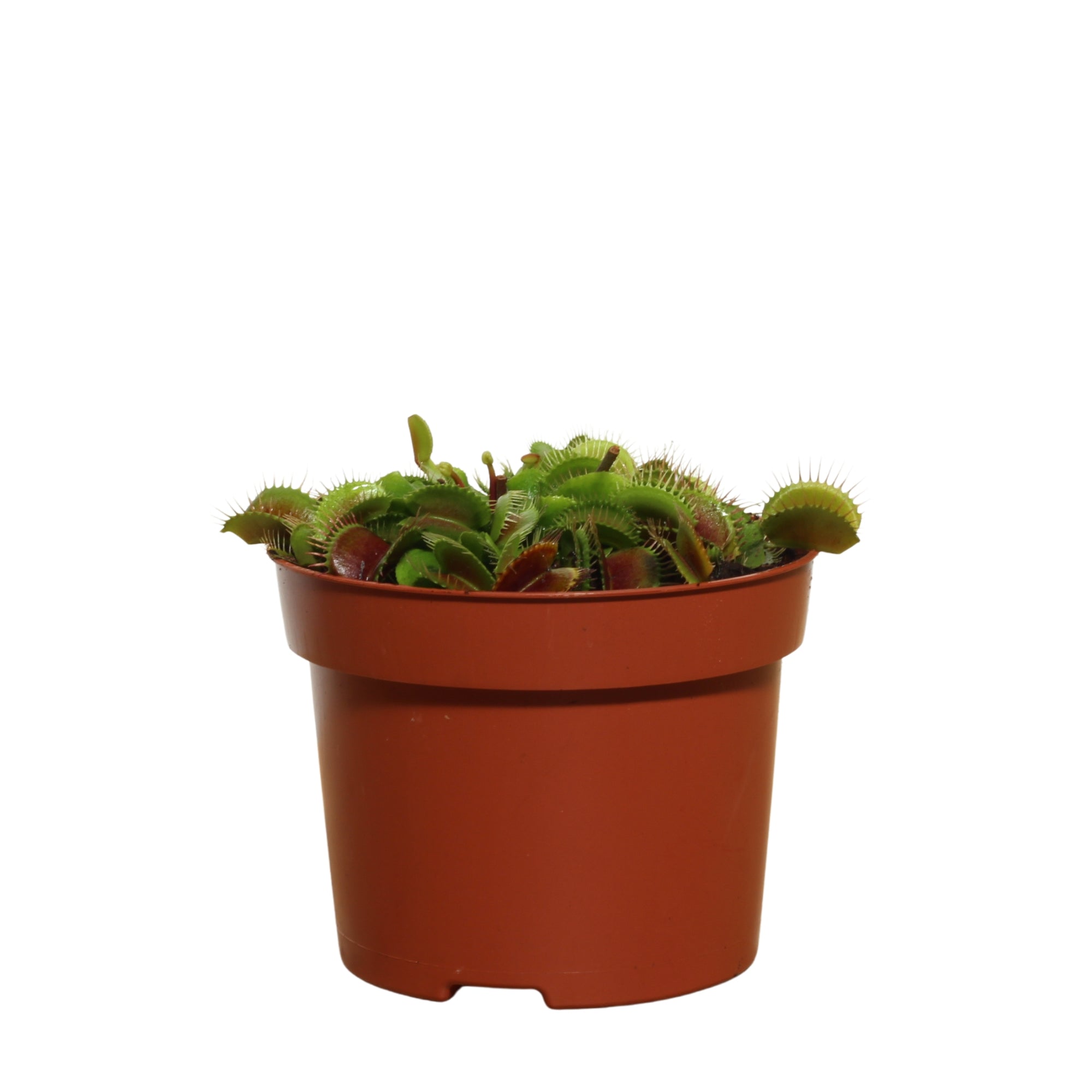 Dionaea Muscipula | Vénus Papa Moscas